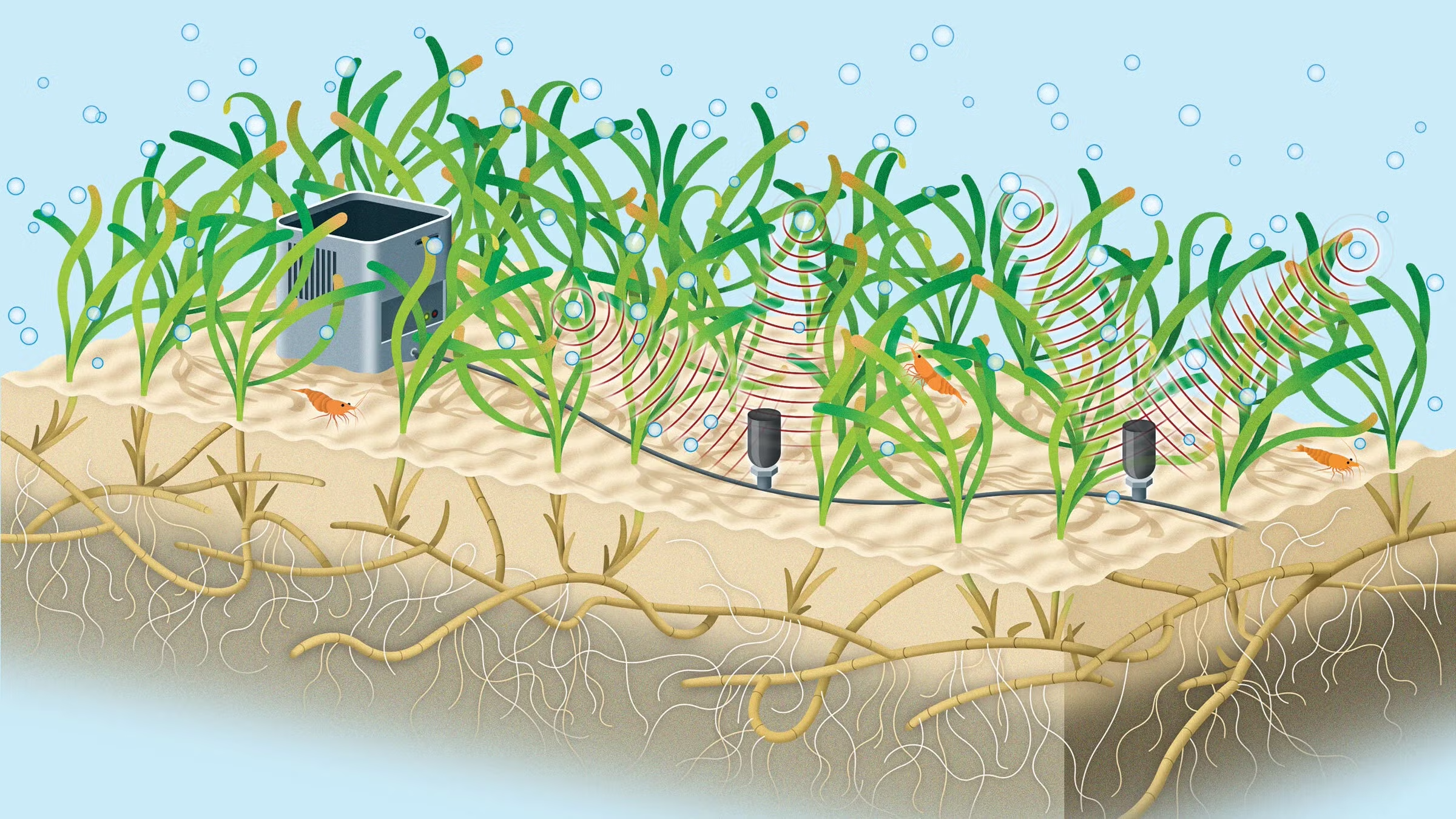 underwater infographic