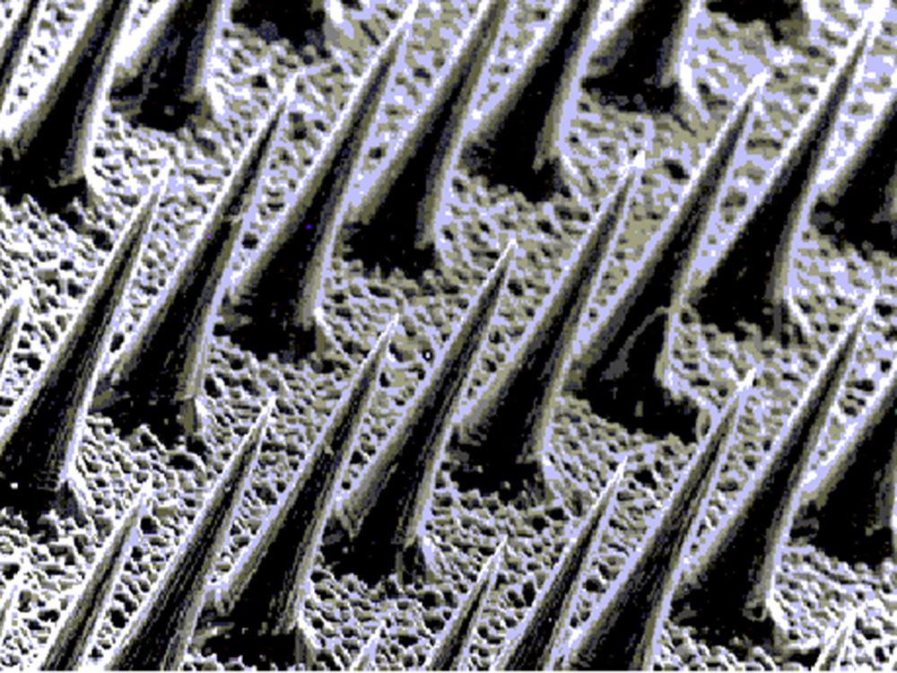 microscopic view of needles